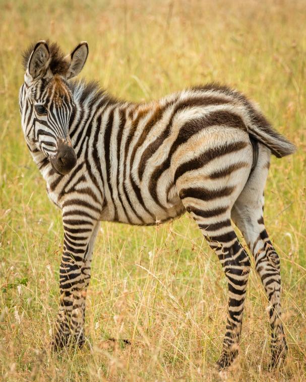 Hoera! In Planckendael is een nieuwe zebra geboren