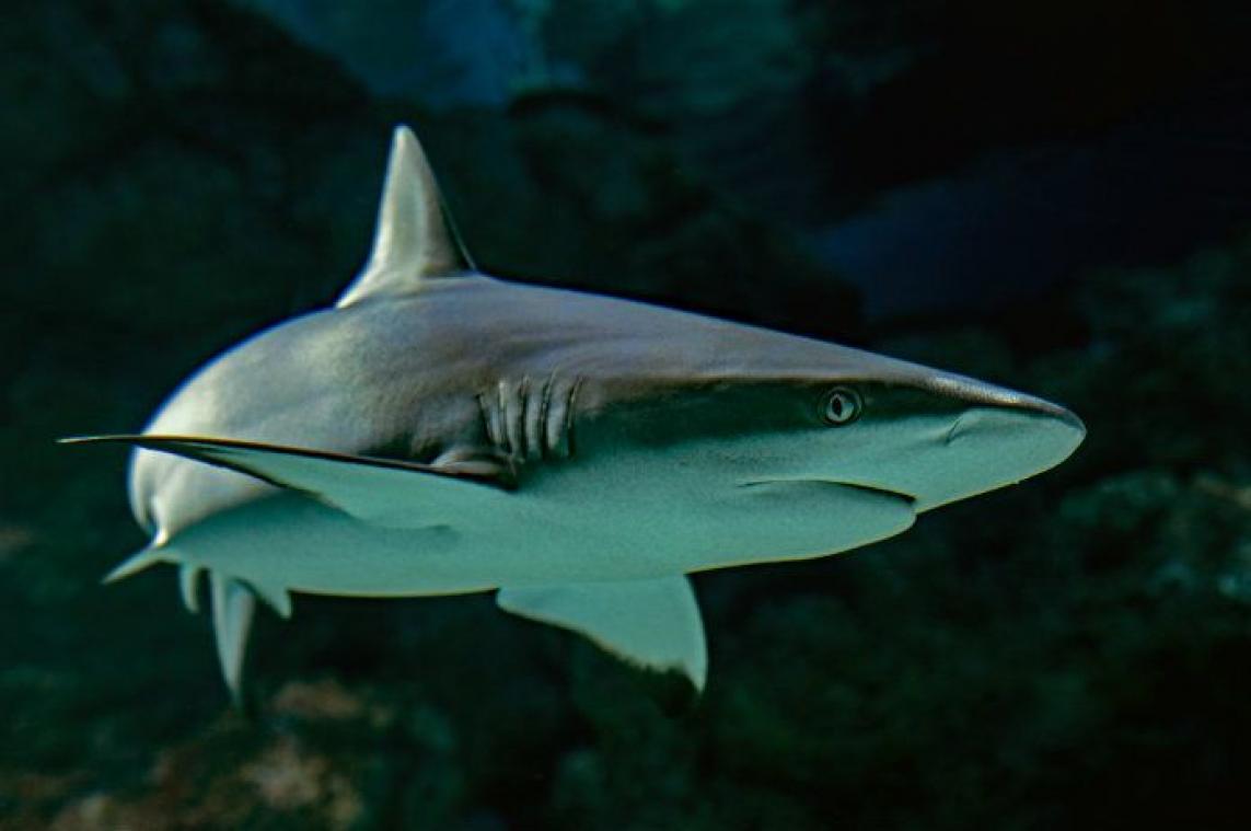 Mediterrane haaien zijn meest bedreigde haaien ter wereld