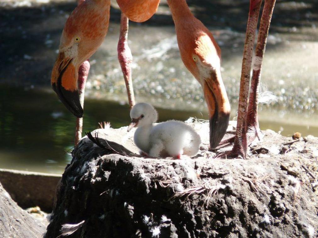 Tweede flamingo ziet het levenslicht in Antwerpse zoo