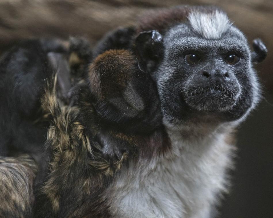 Tamarin-aapjes helpen bij herstel van regenwoud