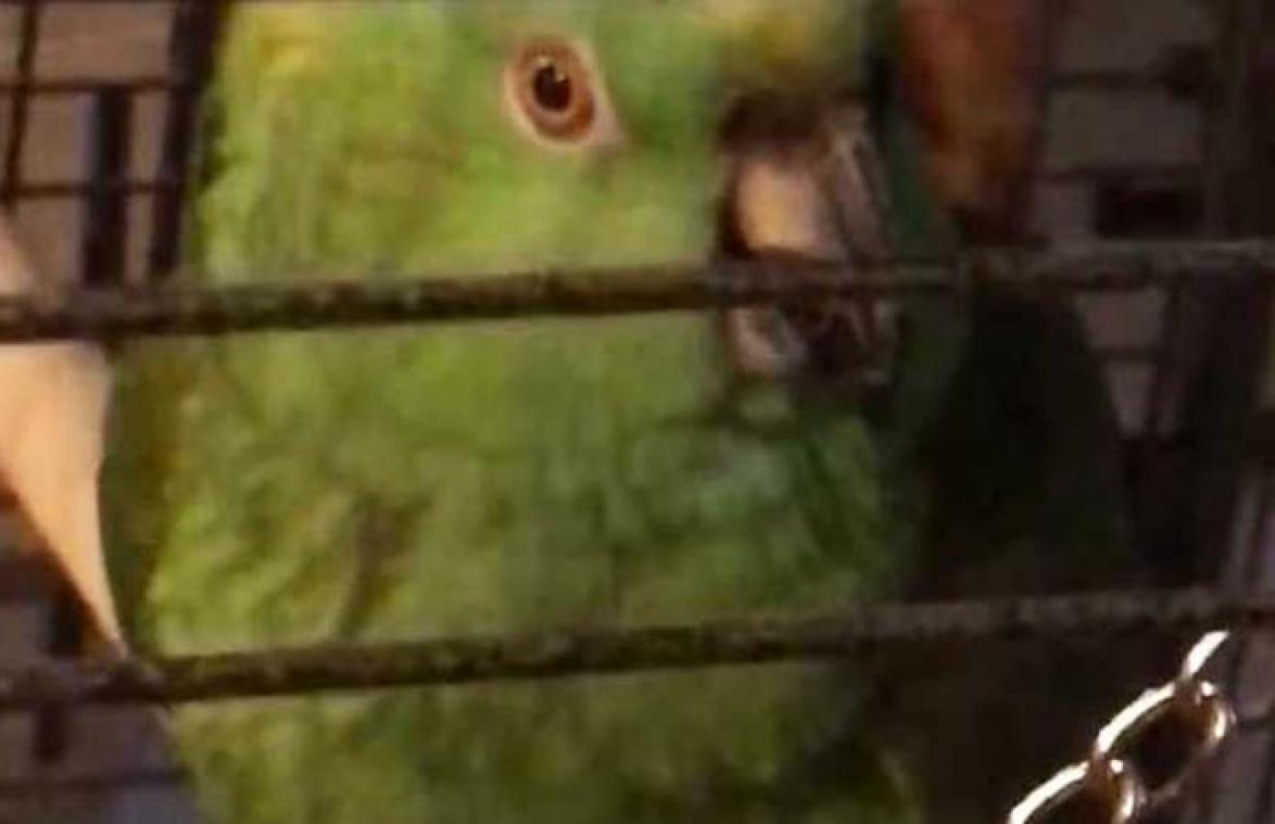 VIDEO. Papegaai doet hilarische imitatie van huilende baby