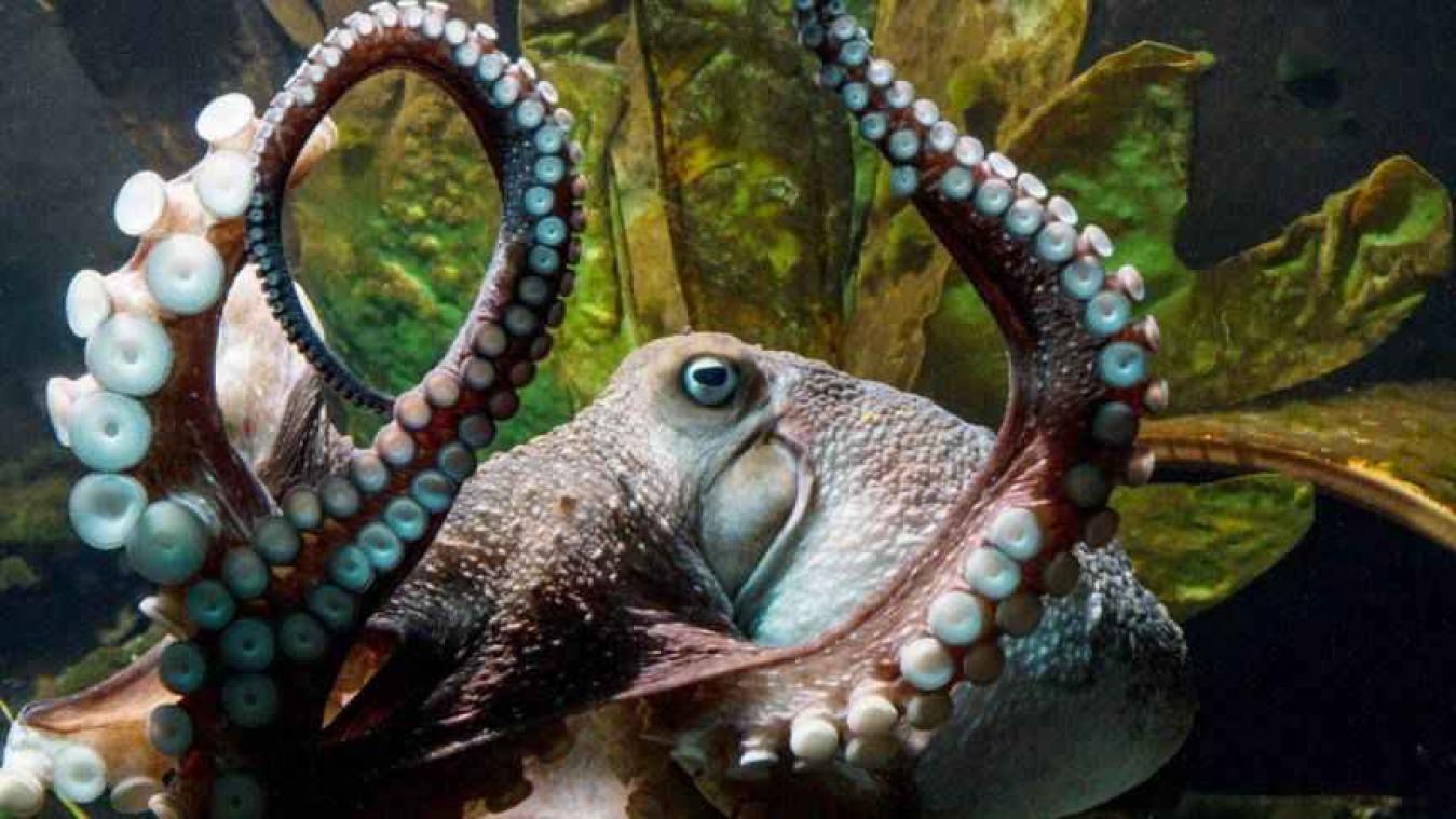 Octopus ontsnapt uit aquarium en verkiest het ruime sop