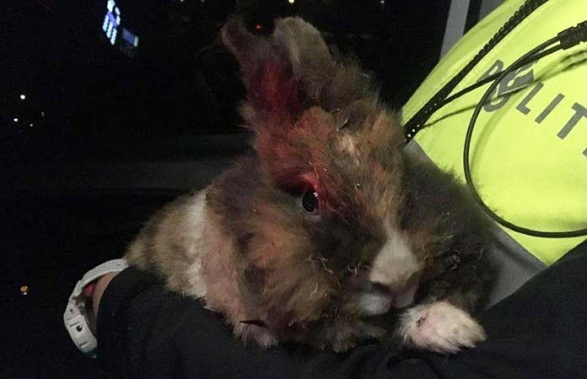 Politie gedegouteerd door persoon die konijn in brand steekt