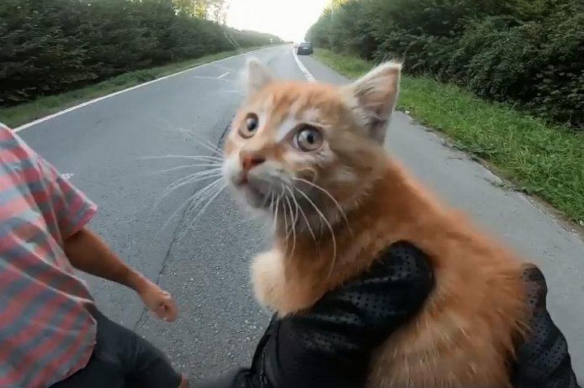 VIDEO. Belgische motorrijder riskeert eigen leven om kat van de dood te redden