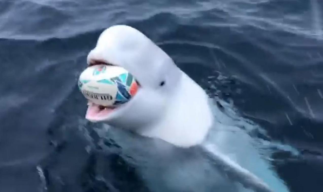 Russische spionwalvis opnieuw gespot tijdens potje rugby met boot
