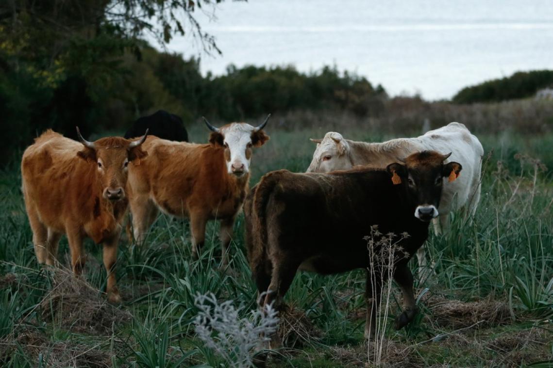 Koeien die weggeblazen werden door orkaan Dorian, zijn levend teruggevonden