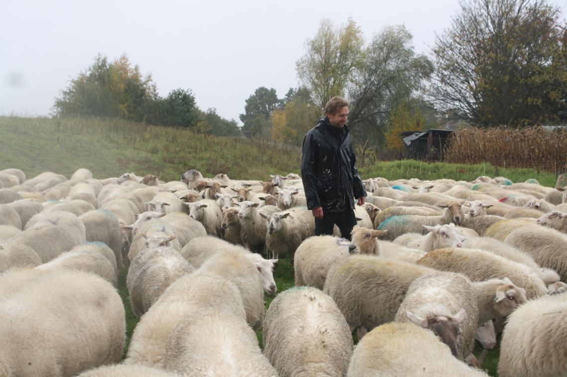 Hoe een Kempische schapenhouder streeft naar een circulaire en groene economie