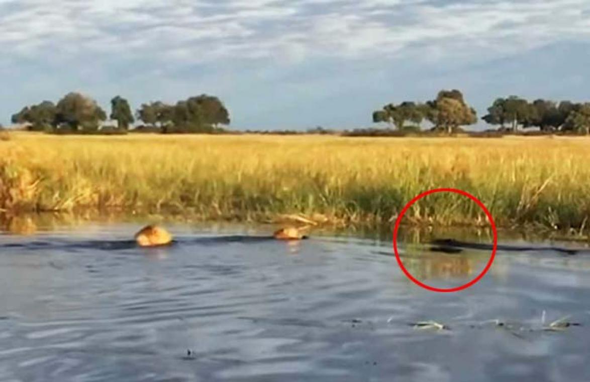VIDEO. Twee leeuwen steken rivier over, maar ze zien hongerige krokodil over het hoofd...