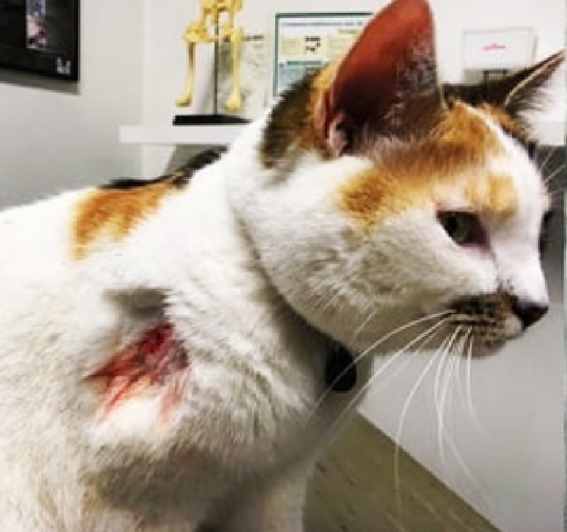 Dierenbeul schiet katten dood met loodjesgeweer