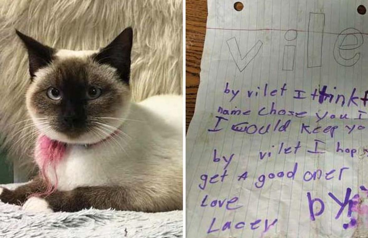 Achtergelaten kat aangetroffen met hartbrekende boodschap aan halsband