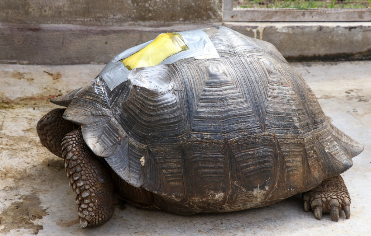 BIZAR. Man krijgt boete van 10.000 euro na aanrijding schildpad