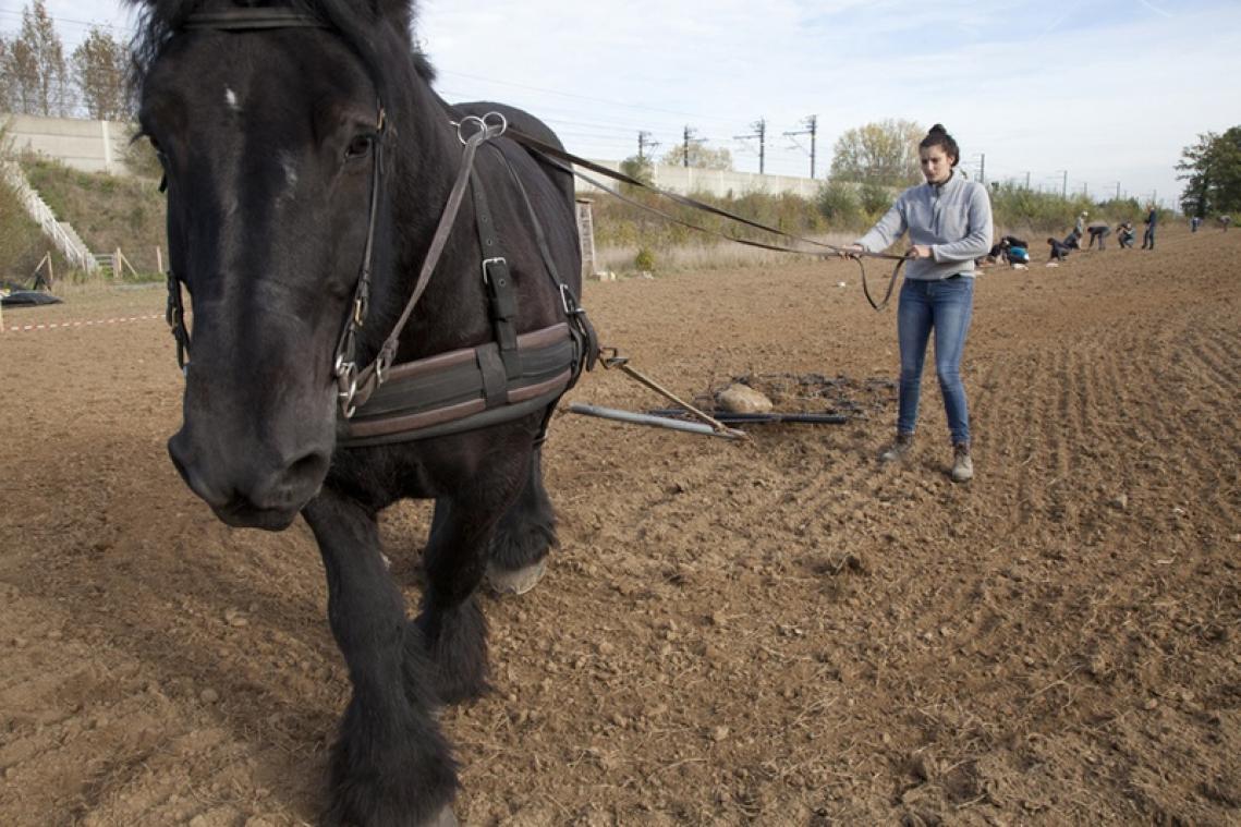 Waarom meer boeren hun tractoren inruilen voor paarden: "Wij willen paardenkracht, geen olie"