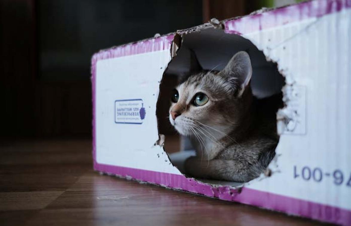 Aha! Daarom kruipen katten zo graag in een kartonnen doos