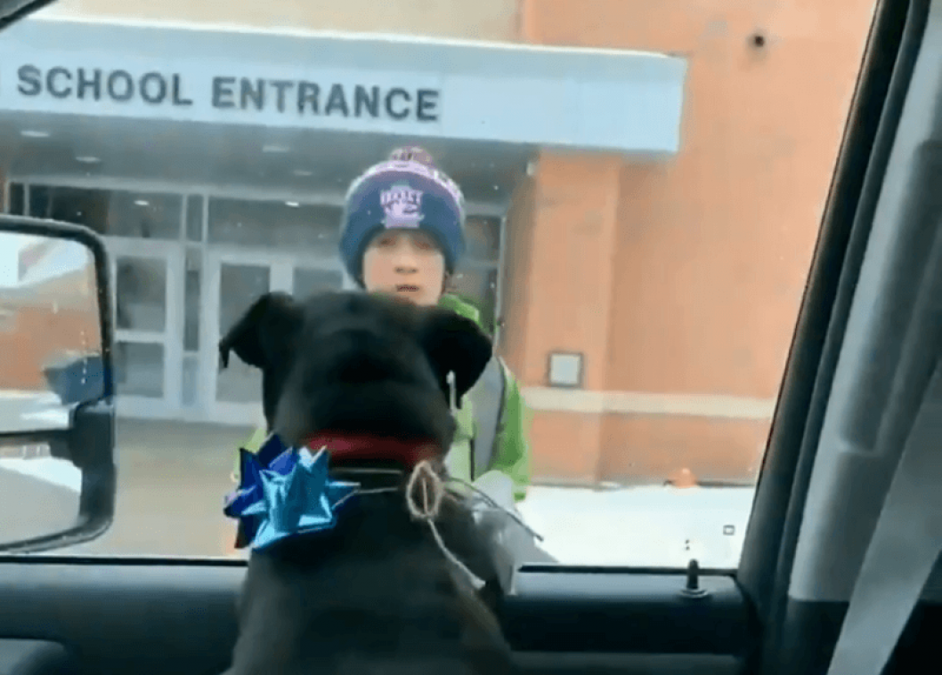 VIDEO. Hartverwarmend: baasje wordt herenigd met vermiste hond