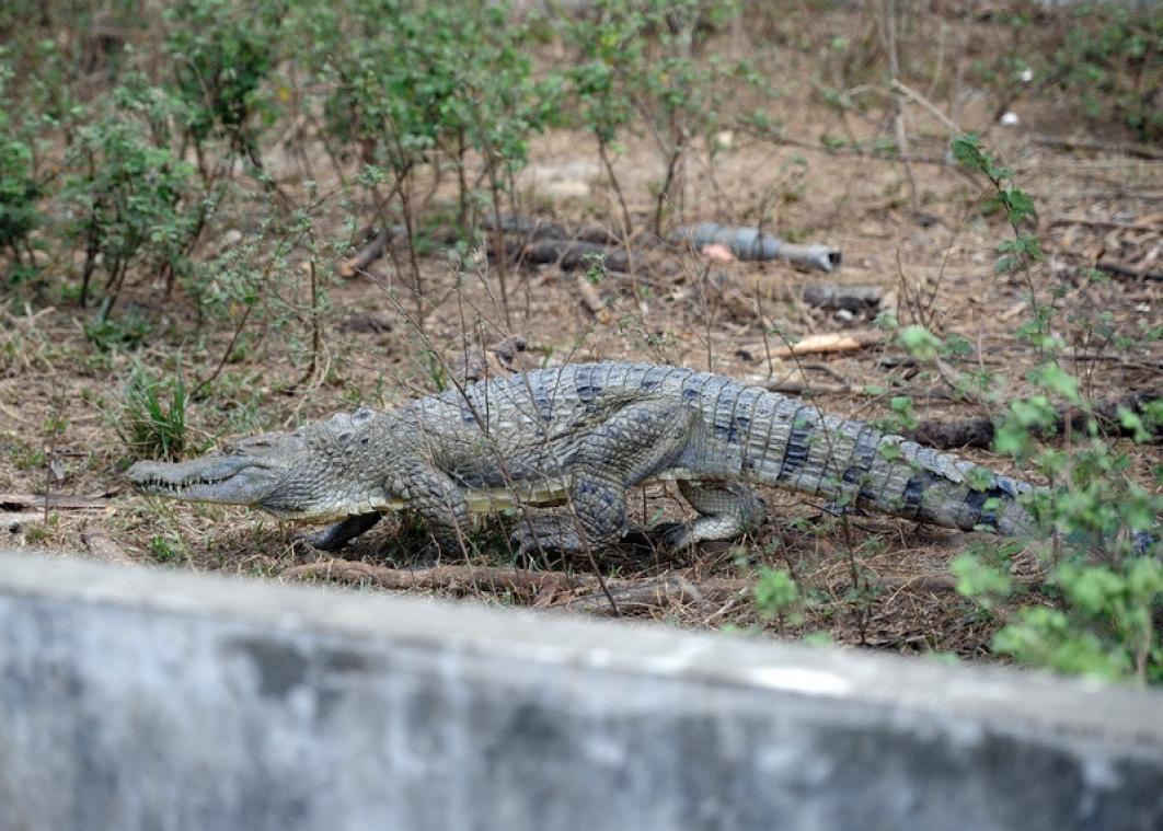 Krokodil doodgeschoten in zoo nadat hij verzorgster bijt