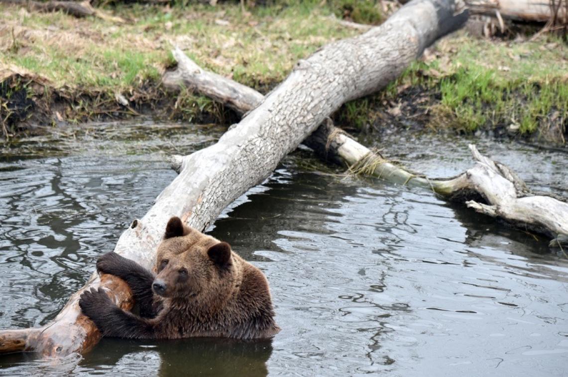 Oekraïense beren lijden aan slapeloosheid door warme winterweer