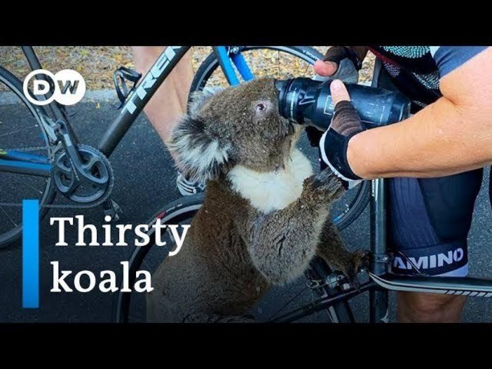 VIDEO. Fietser biedt uitgedroogde koala waterfles aan