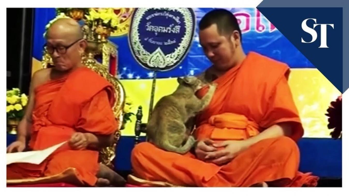 VIDEO. Aandachtsgeile kat stelt geduld van biddende monnik op de proef