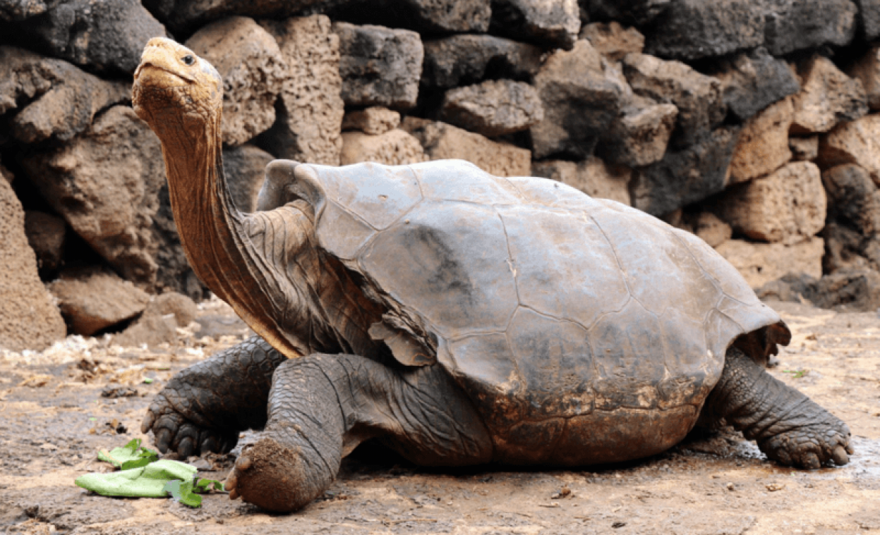 Schildpad met uitzonderlijk libido die zijn soort redde van de uitsterving, mag op pensioen