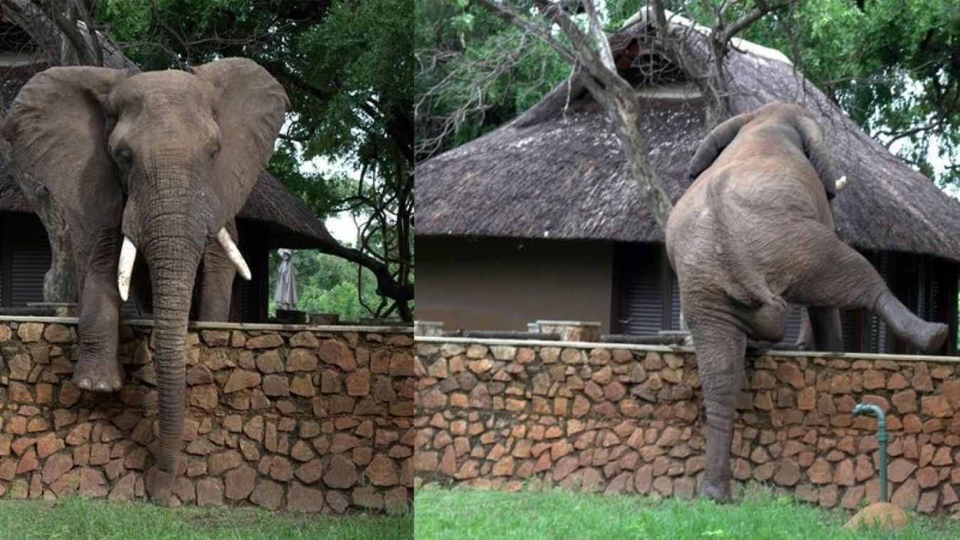 VIDEO. Hongerige olifant klautert over muurtje om mango te stelen