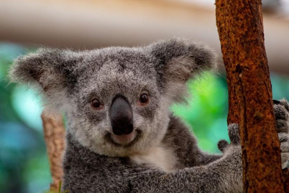 Met deze koalazeep steun je de Australische fauna