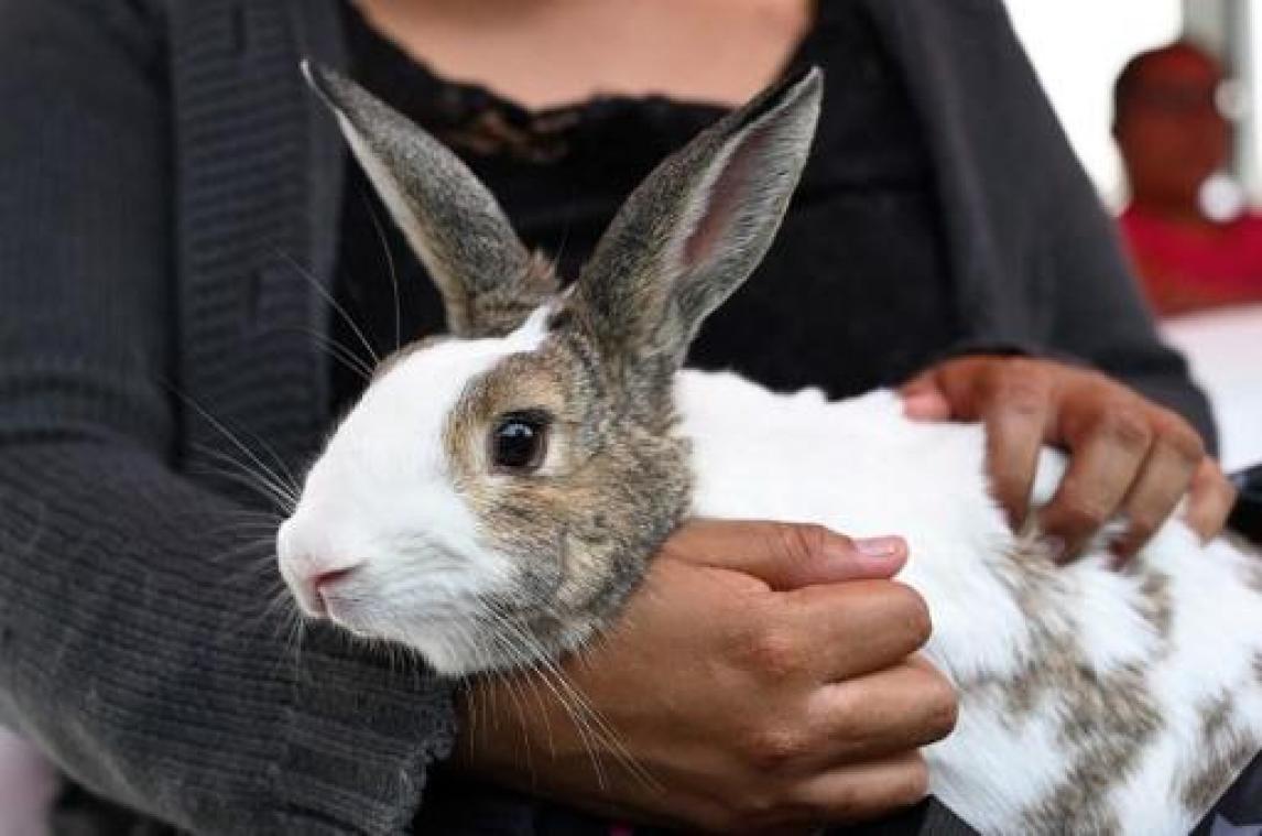 VLAM-campagne om konijn te eten krijgt tegenwind van dierenrechtenorganisaties