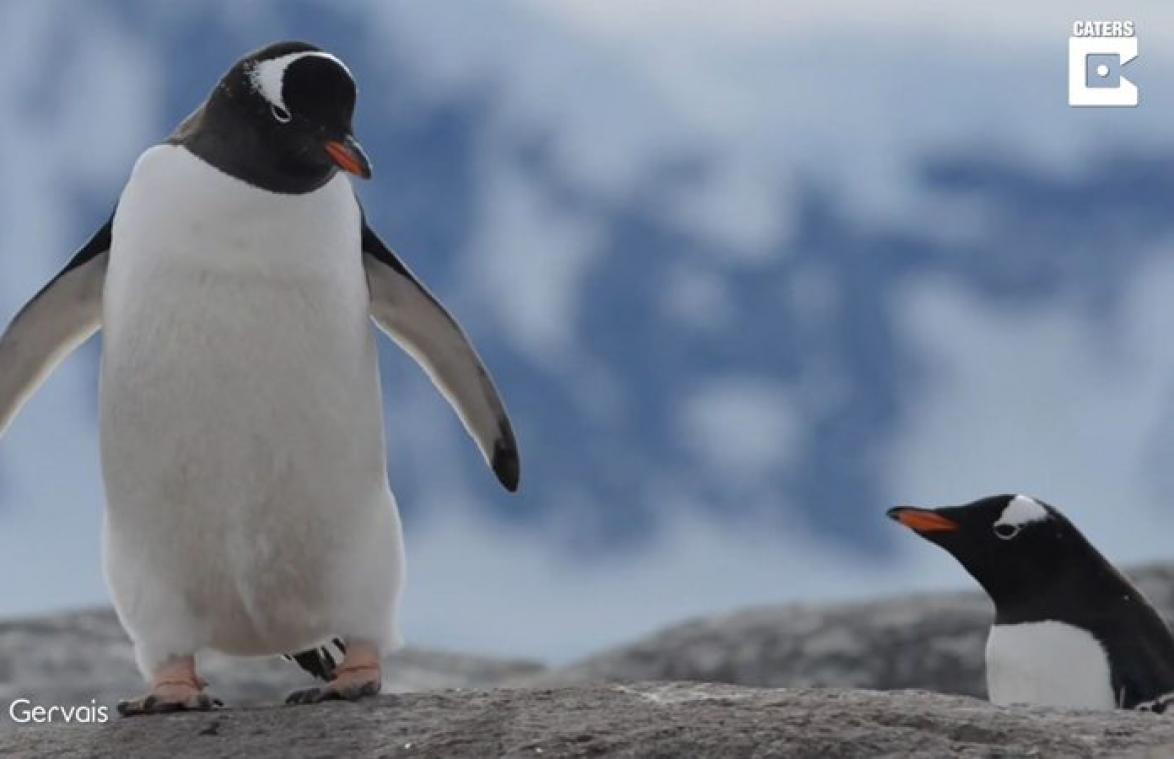 VIDEO. Pinguïn doet per ongeluk zijn behoefte op vriendje. Diens reactie is HILARISCH!