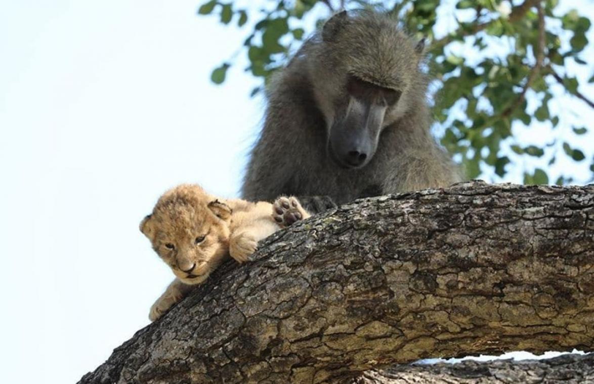 VIDEO. 'De Leeuwenkoning' in het echt: baviaan ontfermt zich over leeuwenwelp