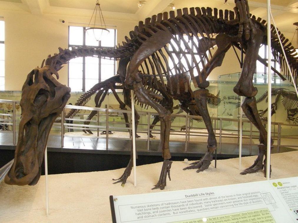 Zeldzame kinderziekte ontdekt bij 66 miljoen jaar oude dinosaurus