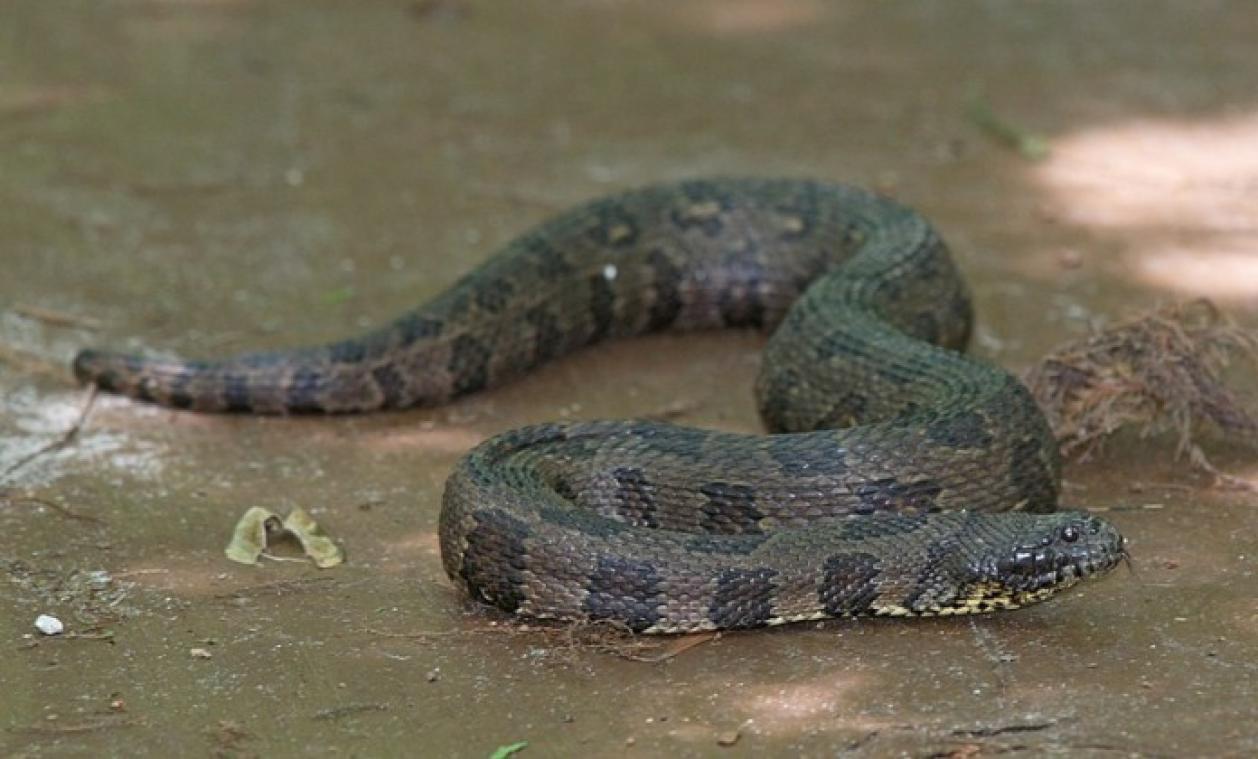 BIZAR. Amerikaans stadspark deels gesloten door 'slangenorgie'