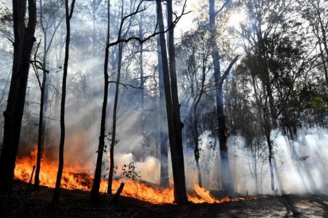 "Bosbranden Australië kunnen uitsterven van koalapopulatie versnellen"