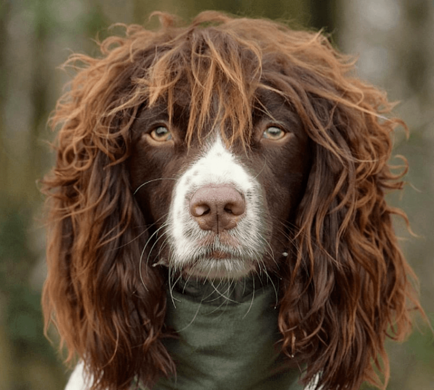 Deze hond met "rockster-looks" heeft nooit een bad hair day