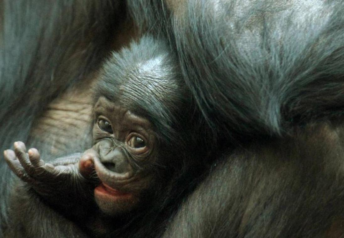 Help de bonobobaby van Planckendael mee aan een naam