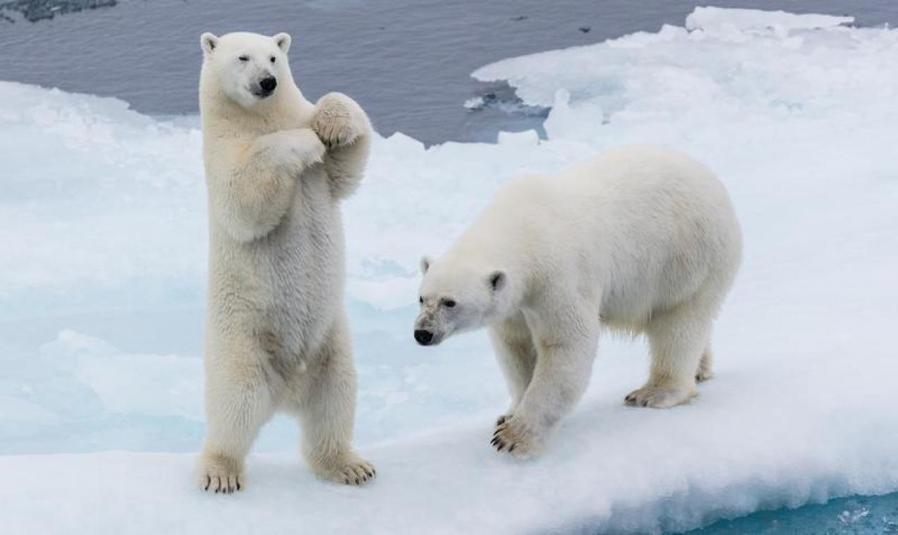 Internationale Dag van de IJsbeer: "IJsberen zullen steeds vaker naar dorpen trekken"
