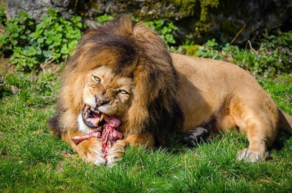 Tiener dood teruggevonden in zoo tussen de leeuwen
