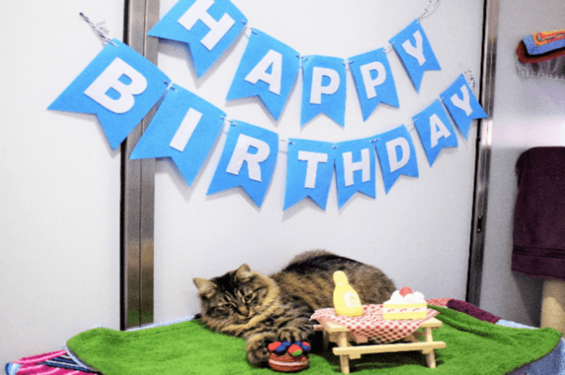 Eenzame adoptiekat geeft triest verjaardagsfeestje waarop niemand komt opdagen