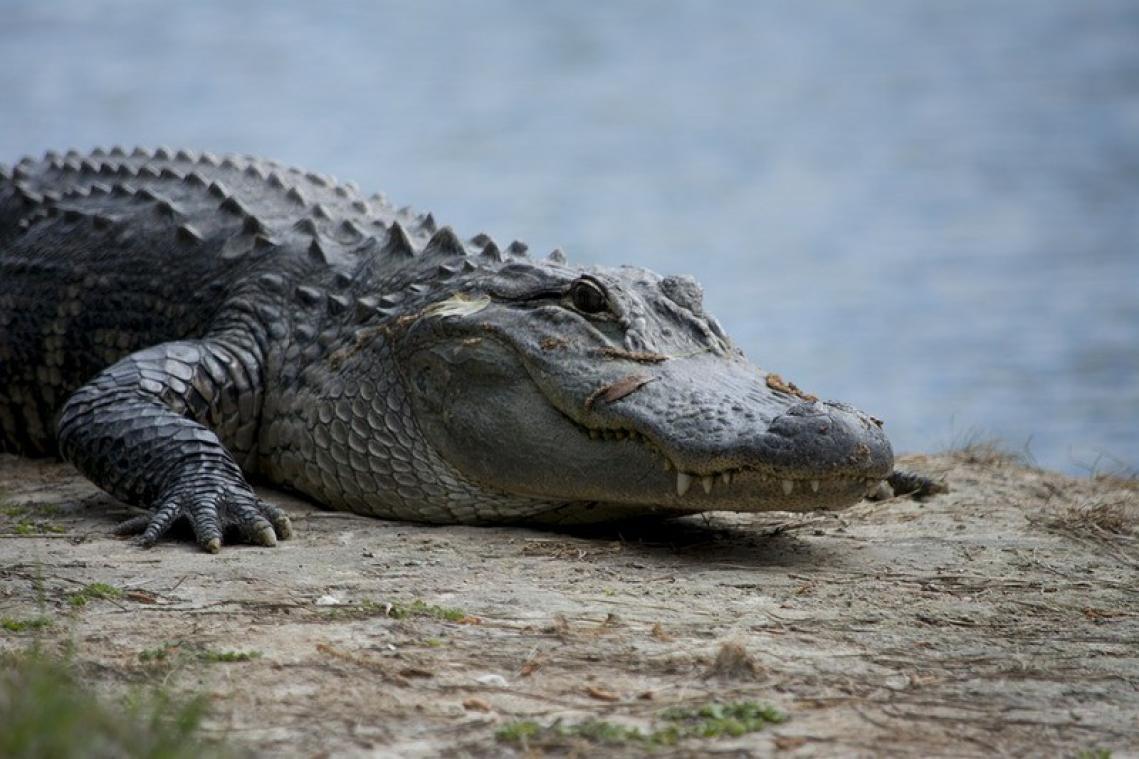 Vrouw verstopt 25 jaar lang alligator in haar kelder