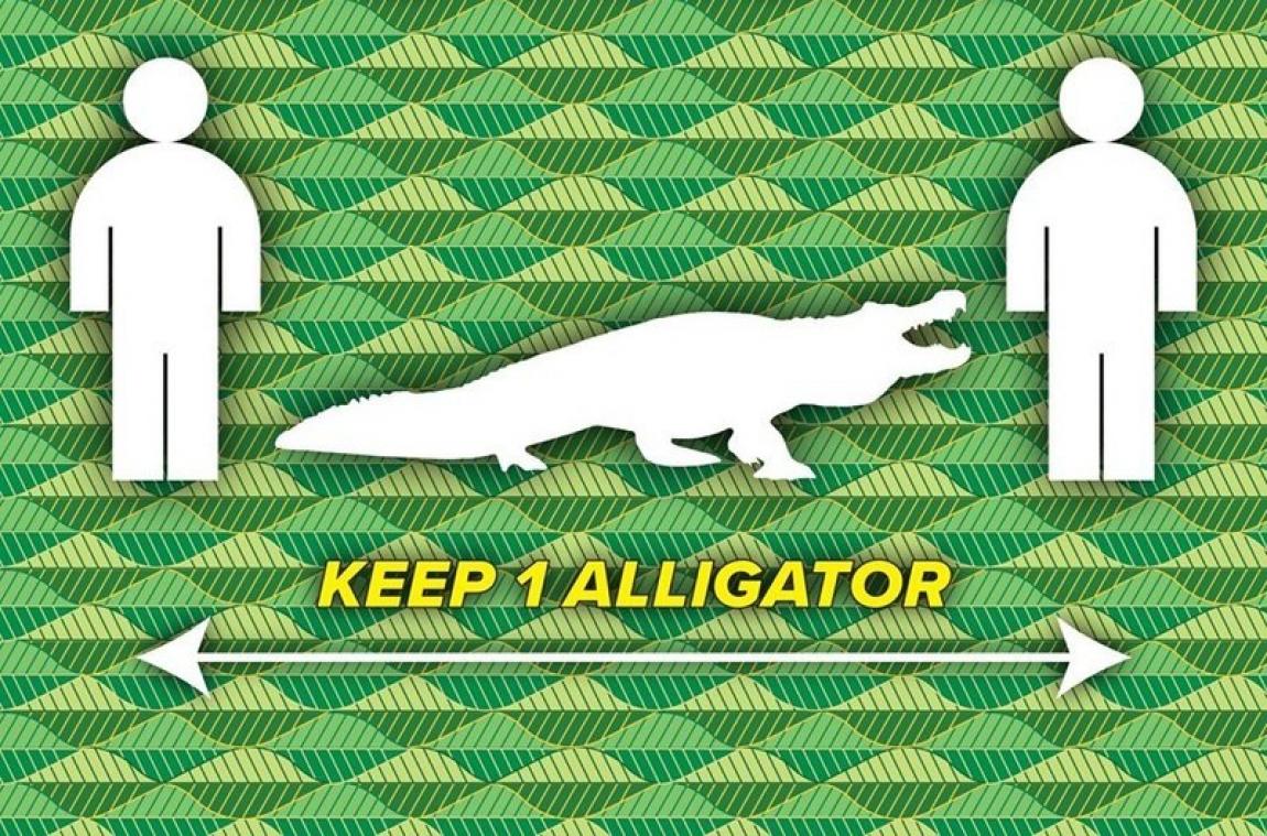 Tip uit Florida: hou altijd één alligator afstand