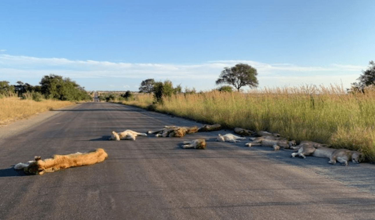Leeuwen doen dutje op de weg in Krugerpark