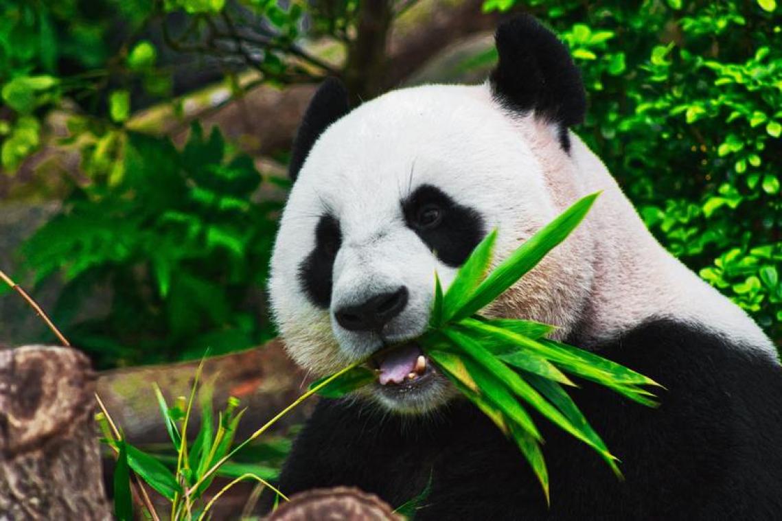 Canada stuurt reuzenpanda's terug naar China om deze bizarre reden