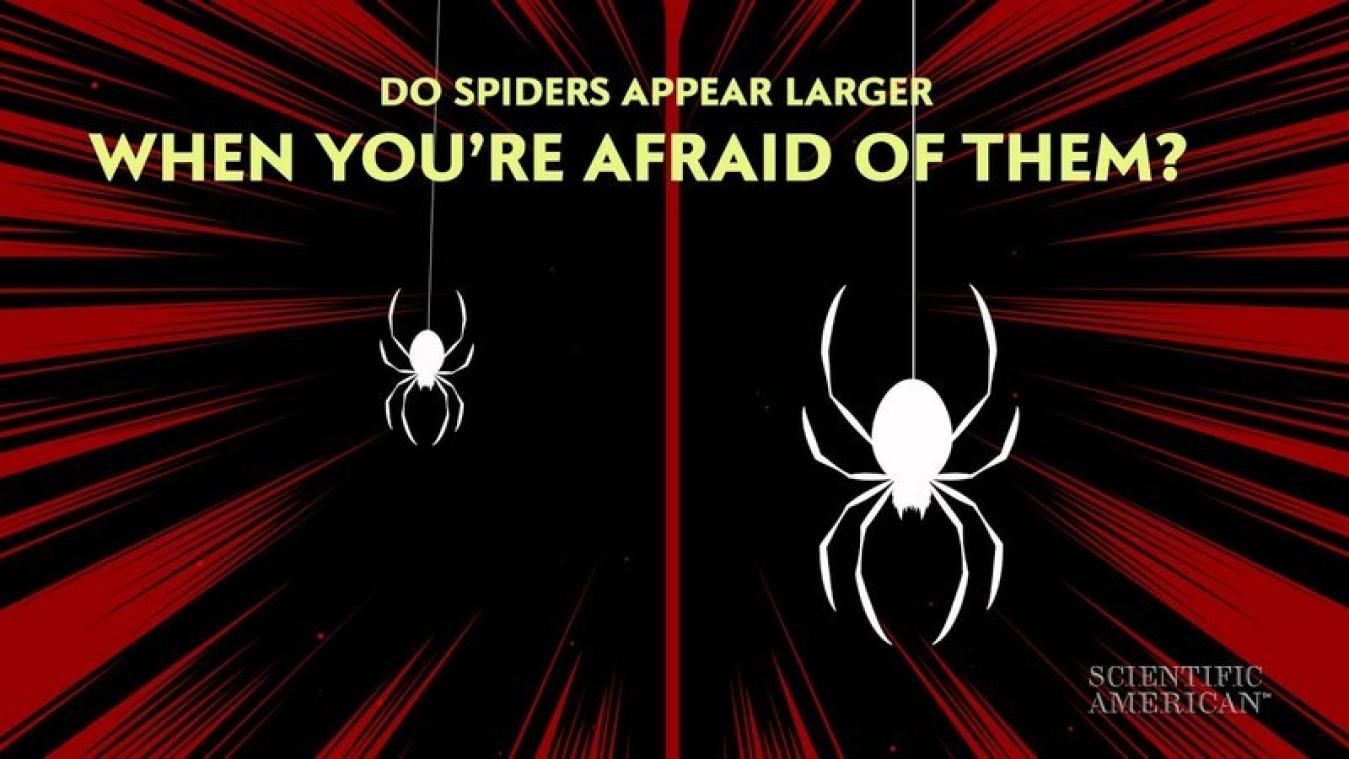 Daarom zijn mensen met een spinnenfobie zo bang voor de achtpotigen (video)