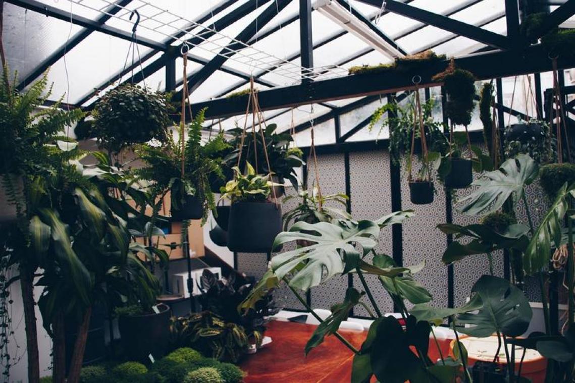 Deze Brusselse plantenwinkel verzorgt je zieke planten