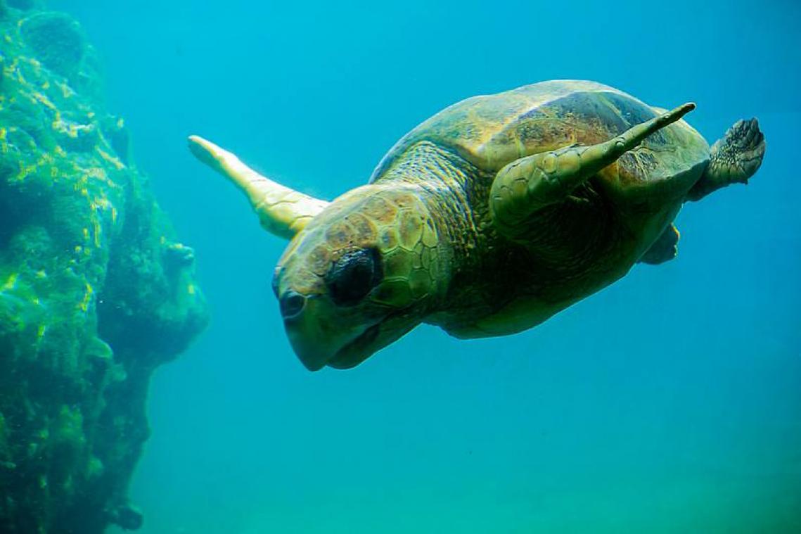Zo maken 64.000 zeeschildpadden de oversteek naar hun broedplaats (video)