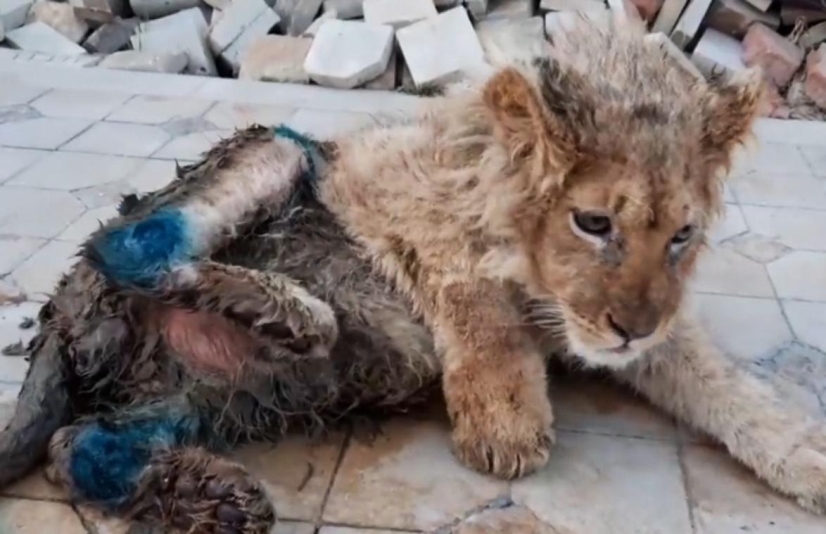 VRESELIJK! Poten van leeuw bewust gebroken zodat toeristen makkelijker foto's kunnen nemen (video)