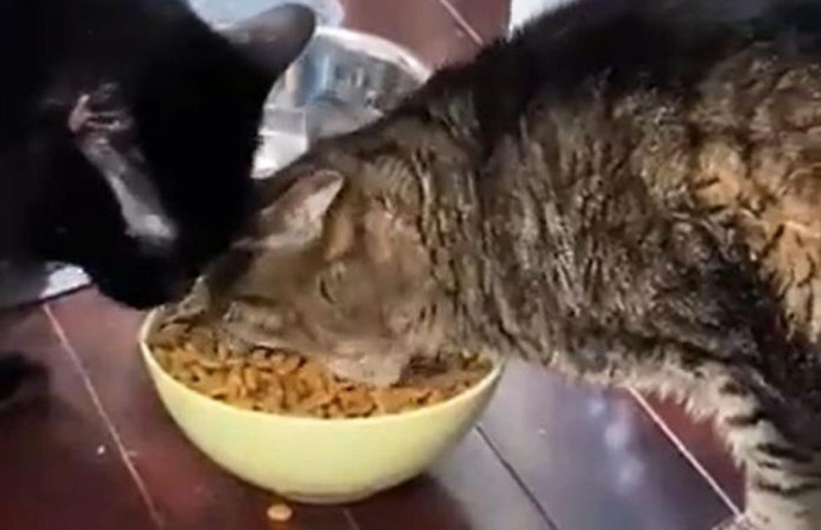 WOW! Heb je een kat ooit al ZO gulzig zien eten? (video)
