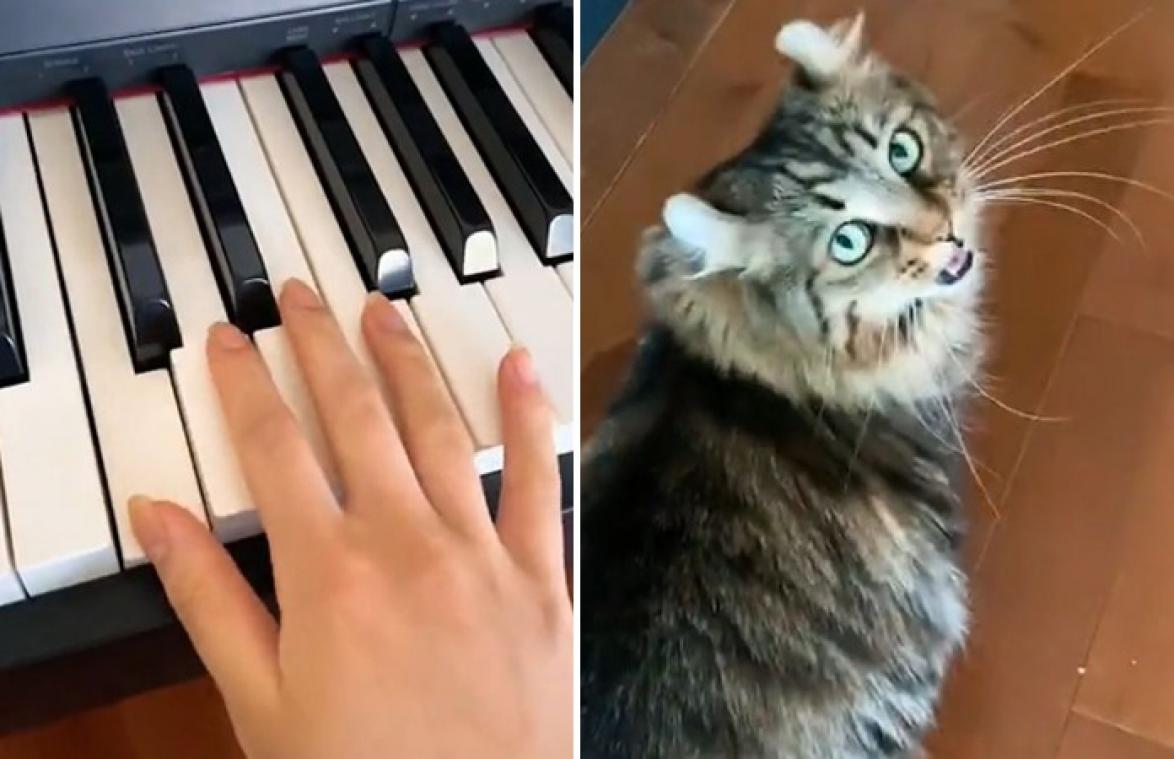 Do-re-miauw: Muzikale kat vult toonladder op piano perfect aan (video)