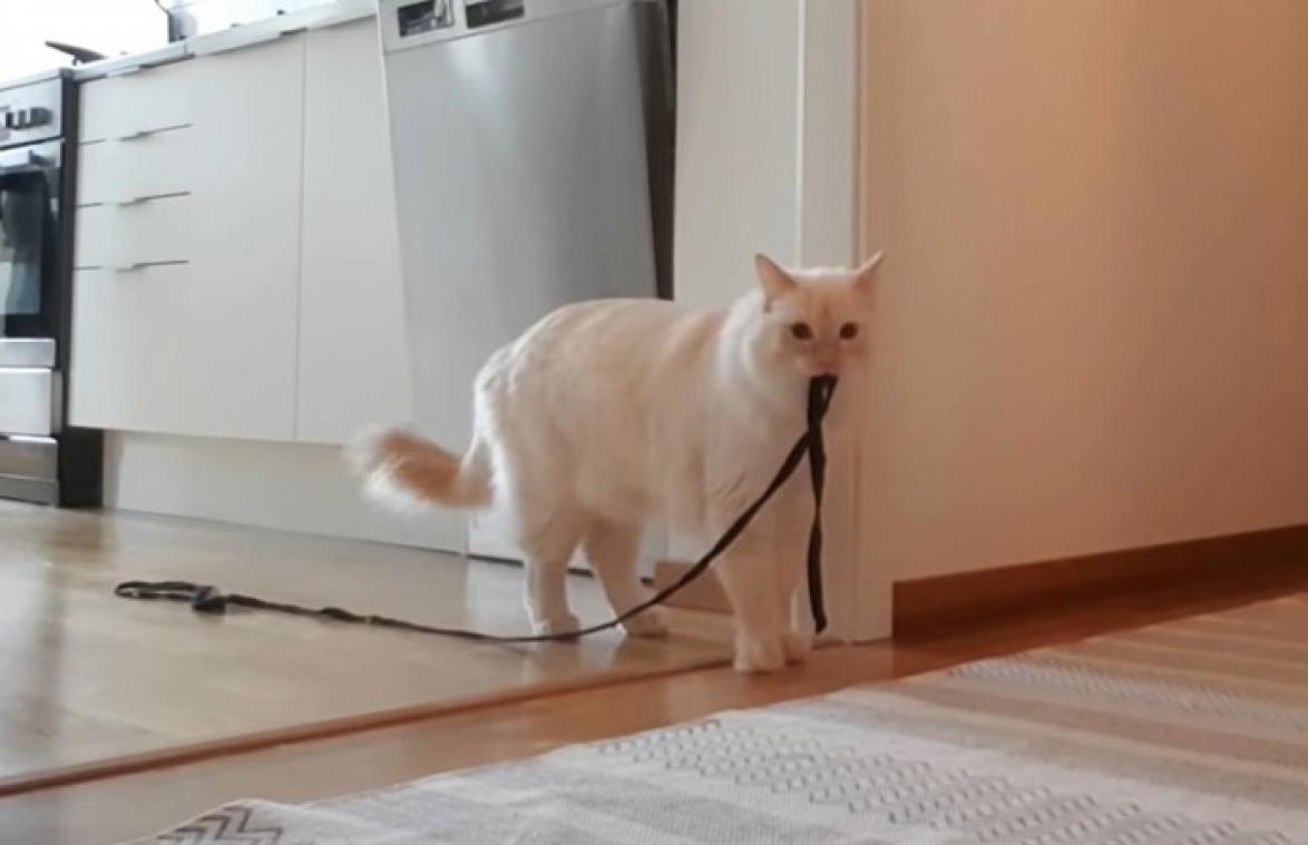 Beelden van kat die half uur alleen is, gaan viraal: "Ik laat hem nooit meer alleen achter" (video)