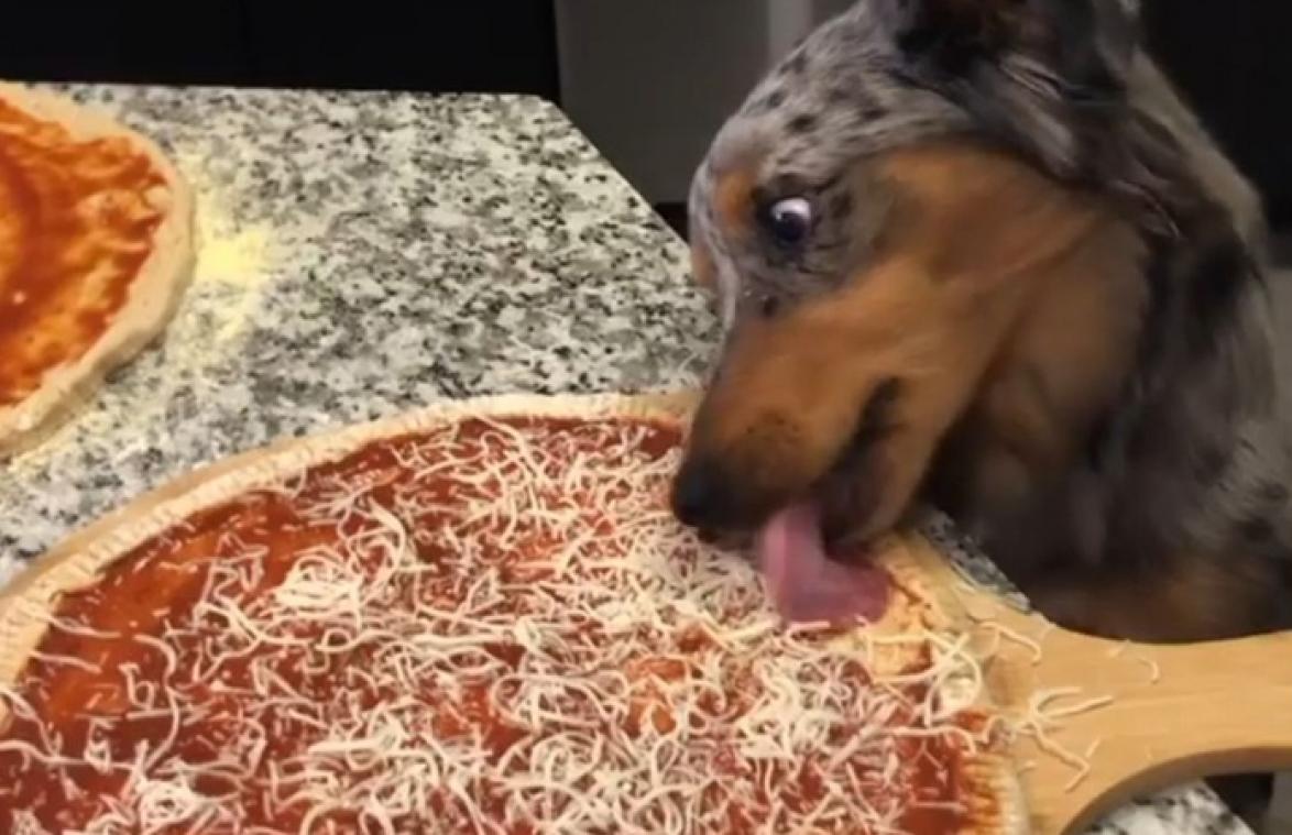 Ophef over video waarin hond aan pizza lekt voor baasje ervan eet