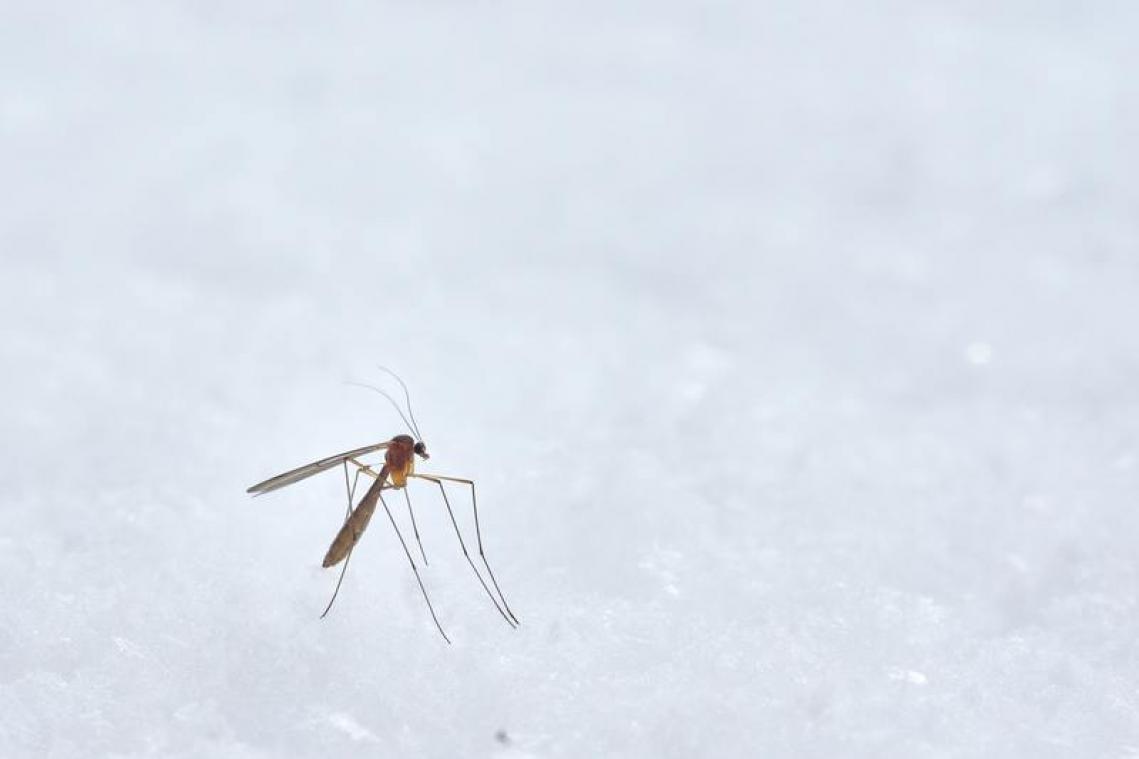 Verwacht je deze zomer aan buitengewoon veel muggen en wespen