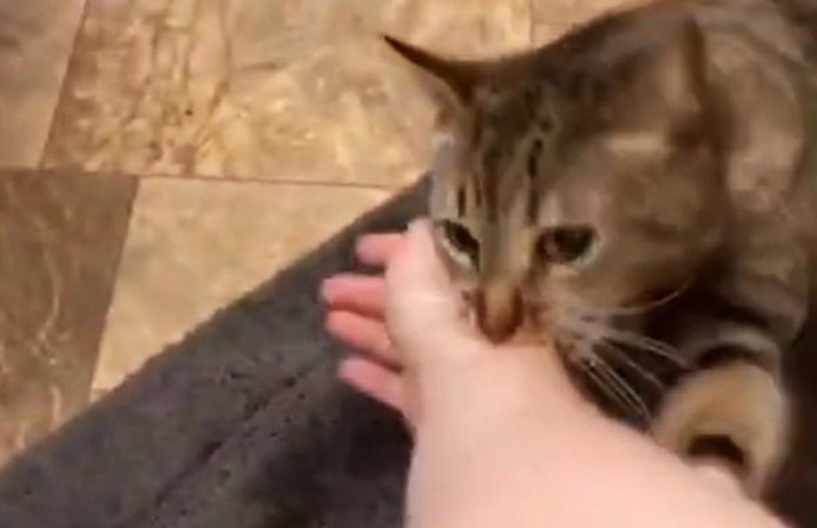 HILARISCH! Kat denkt dat baasje verdrinkt in bad en probeert haar te redden (video)